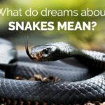 Dreaming About Snakes? 15 Things It Could Mean | mindbodygreen