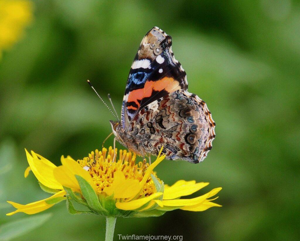 butterfly, nature, insect, bloom, flower, wings