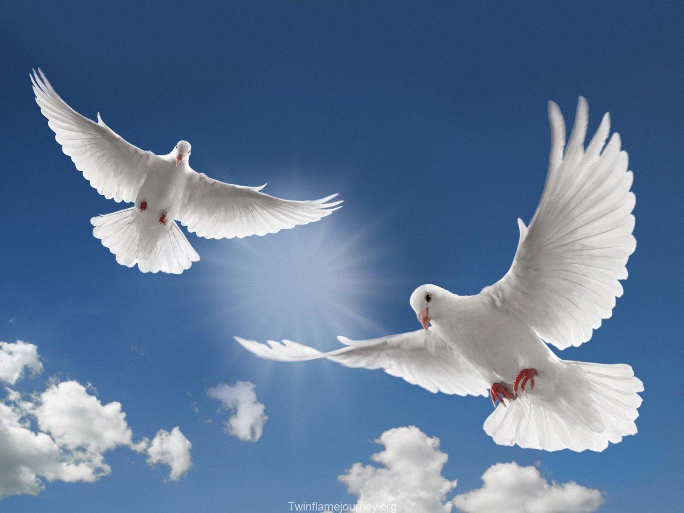White Dove Flying Pictures, Images and Stock Photos