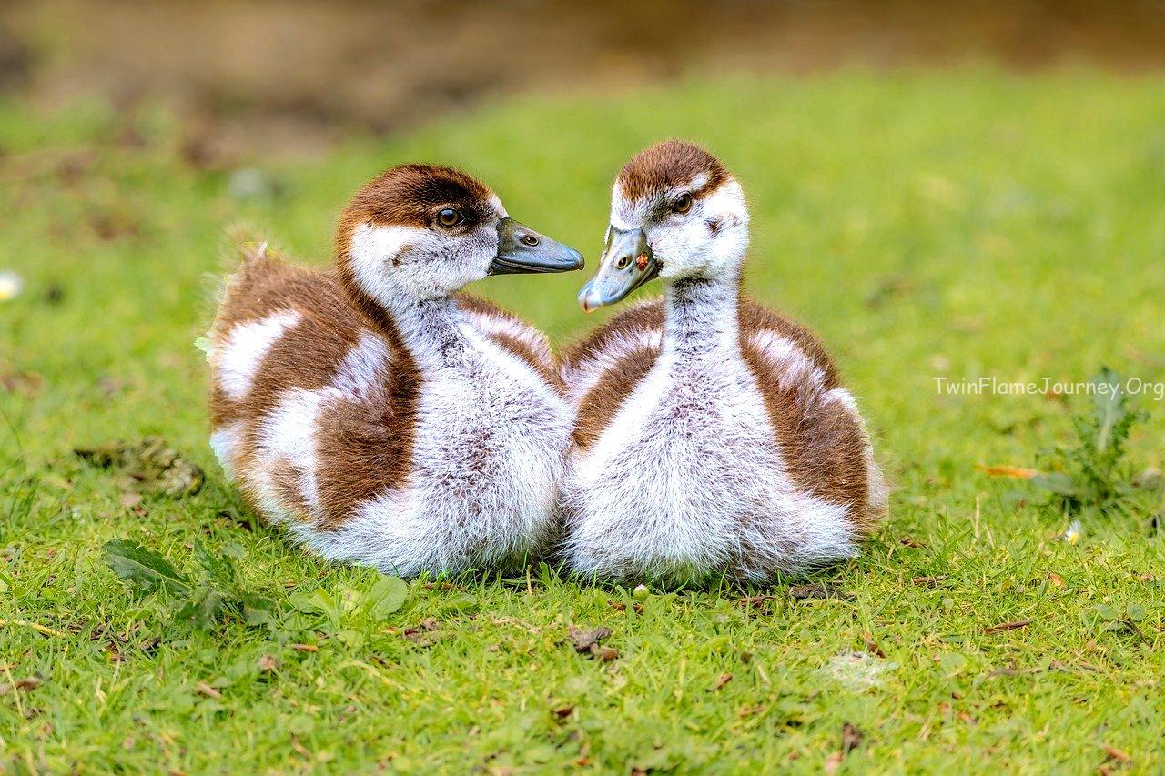 Twin Flame mirror reflection showing a Divine Feminine and Divine Masculine connection.