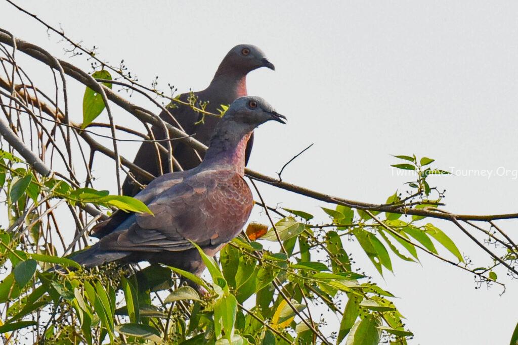 Energetic bridge between Divine Masculine and Divine Feminine