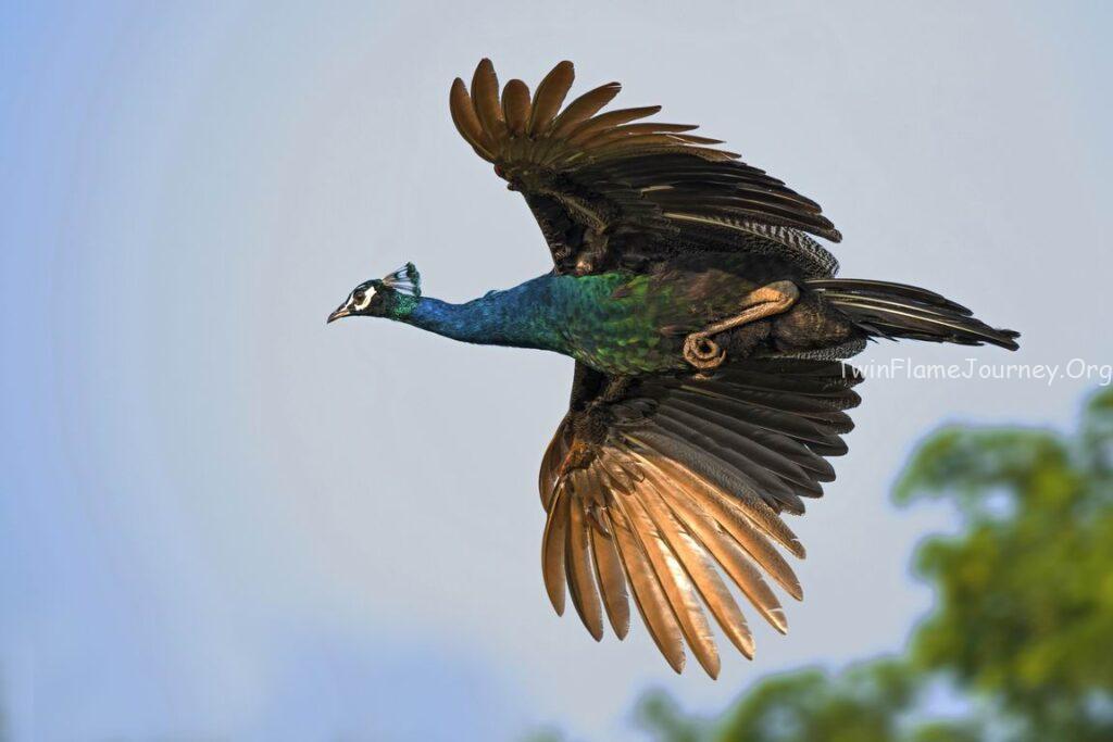 Twin Flame Journey Kerala.