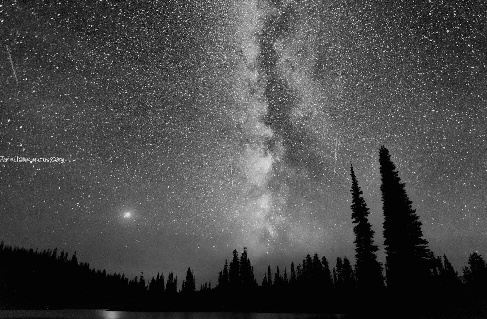 silhouette of trees under starry night